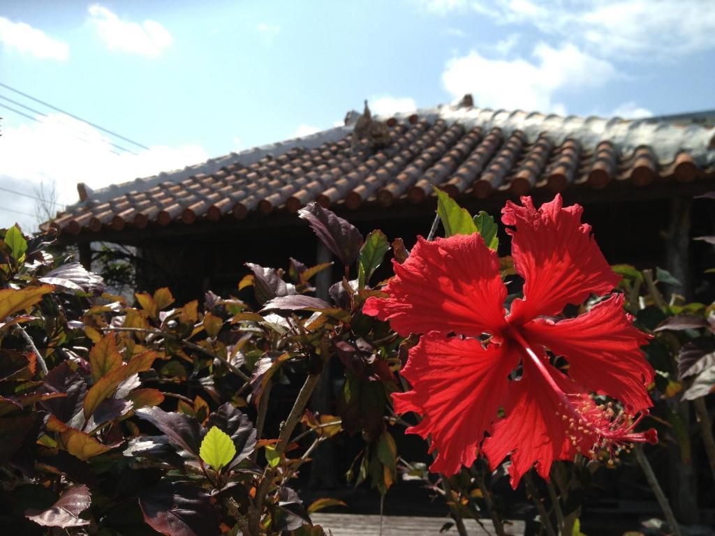 מלון Nakijin No Yado Hibiscus מראה חיצוני תמונה